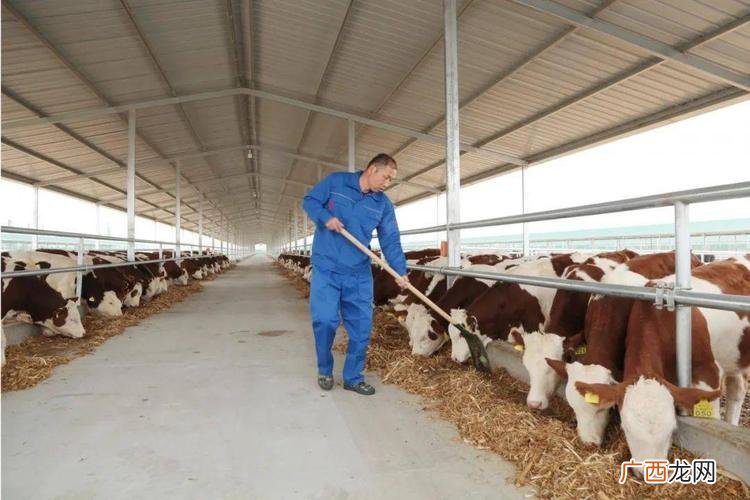 养殖肉牛20头投资多少 安徽黄牛养殖基地
