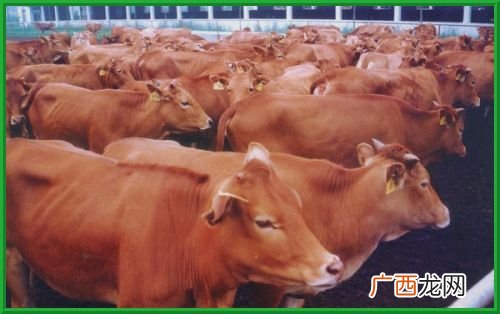 养殖肉牛20头投资多少 安徽黄牛养殖基地