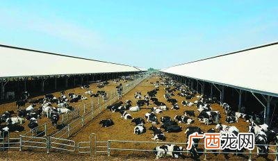 安徽安庆有养牛基地吗?' 安徽哪里有奶牛养殖