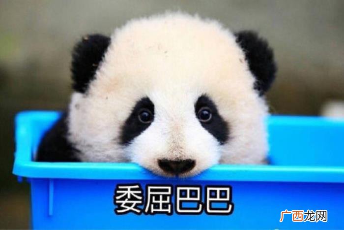 委屈的表情包合集｜ 委屈的图片