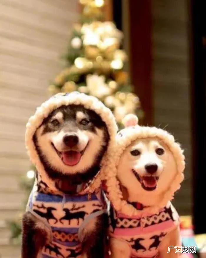 给女朋友的平安夜祝福语 送给媳妇平安夜的话