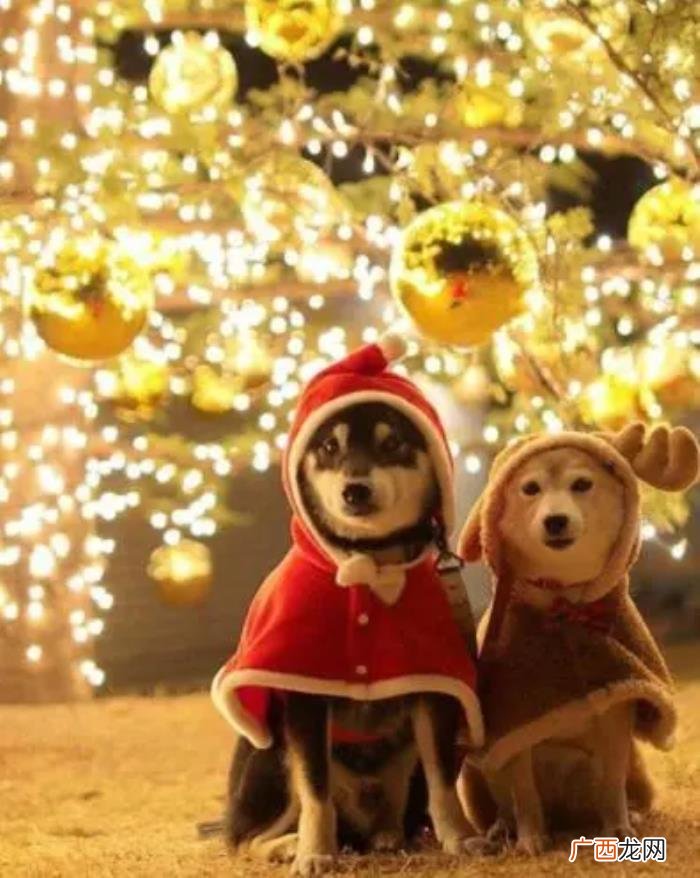 给女朋友的平安夜祝福语 送给媳妇平安夜的话