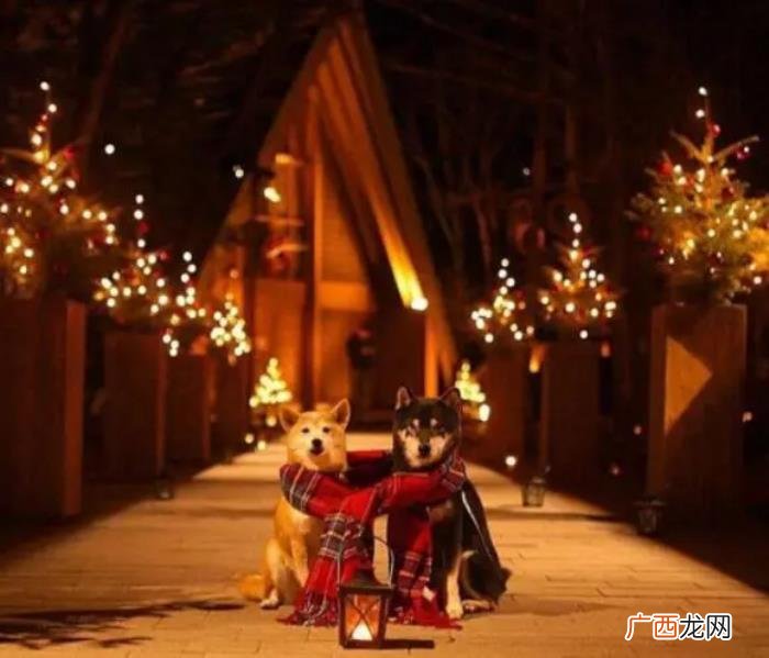 给女朋友的平安夜祝福语 送给媳妇平安夜的话