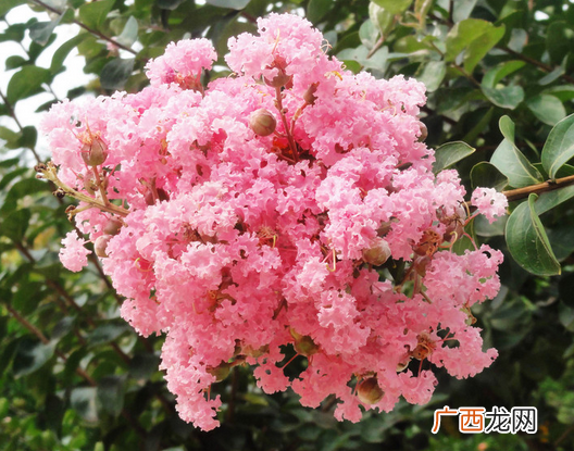 紫薇花的养殖方法及护理大全