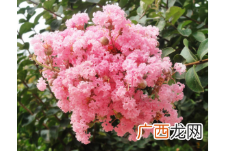 紫薇花的养殖方法及护理大全