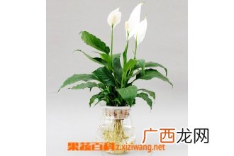 白掌图片大全 白掌的养殖方法