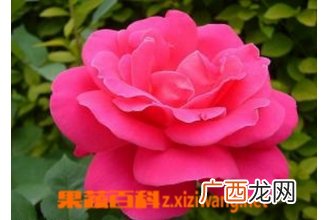 月季花图片 月季花的养殖方法和注意事项