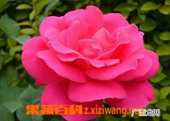 月季花图片 月季花的养殖方法和注意事项