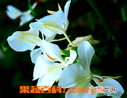 白蝴蝶花怎么种 白蝴蝶花栽培注意事项