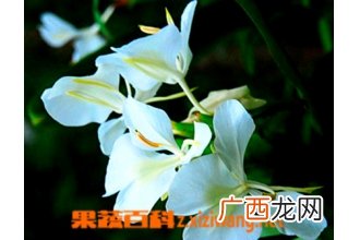 白蝴蝶花怎么种 白蝴蝶花栽培注意事项