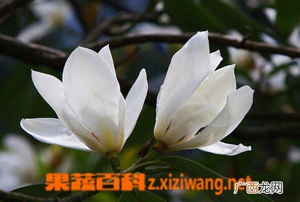 盆栽白玉兰的养殖方法