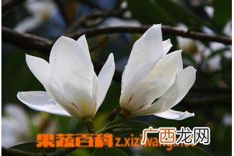 盆栽白玉兰的养殖方法
