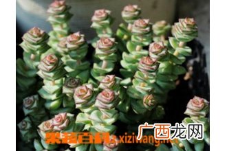 钱串子图片 钱串子养殖方法详解
