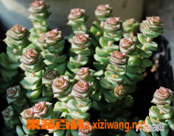 钱串子图片 钱串子养殖方法详解