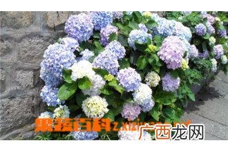 绣球花图片 绣球花的养殖方法