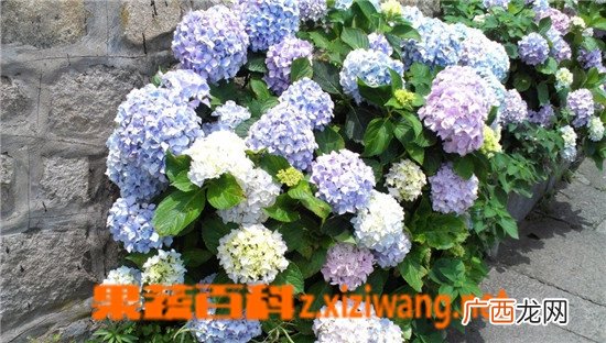 绣球花图片 绣球花的养殖方法