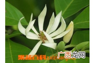 白兰花怎么养 白兰花的养殖方法和注意事项