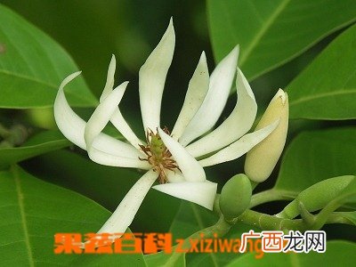白兰花怎么养 白兰花的养殖方法和注意事项