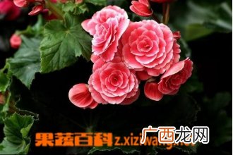 海棠的种类图片 常见海棠的图片和资料