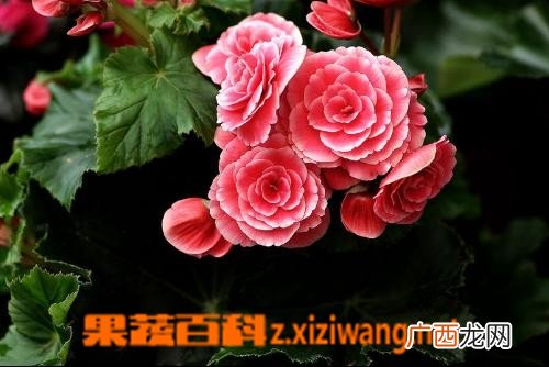 海棠的种类图片 常见海棠的图片和资料