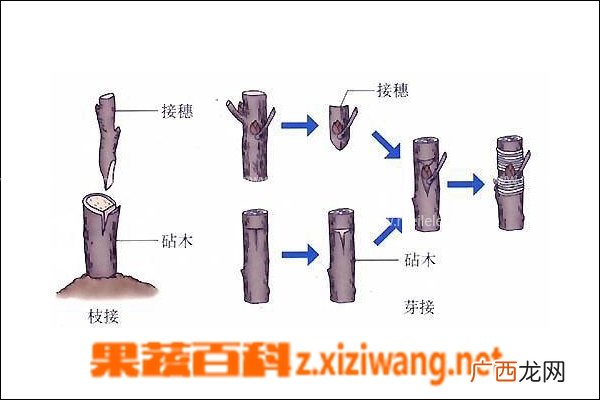 枣树如何嫁接 枣树嫁接方法介绍