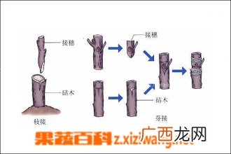 枣树如何嫁接 枣树嫁接方法介绍