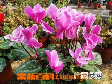 仙客来怎么养 仙客来的养殖方法