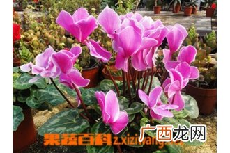 仙客来怎么养 仙客来的养殖方法