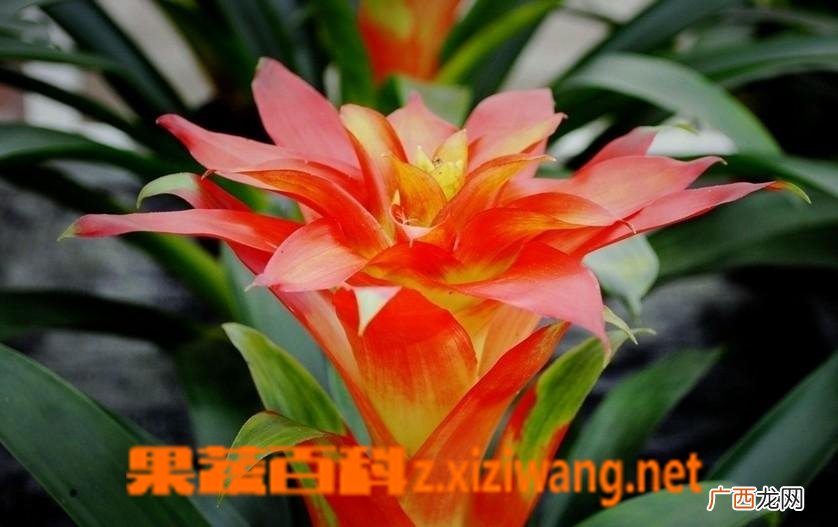 凤梨花图片 凤梨花的养殖方法