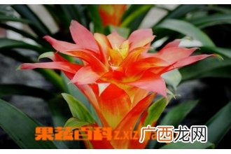 凤梨花图片 凤梨花的养殖方法