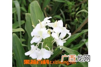 姜花有哪些用途 姜花的药用价值介绍