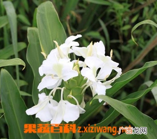 姜花有哪些用途 姜花的药用价值介绍
