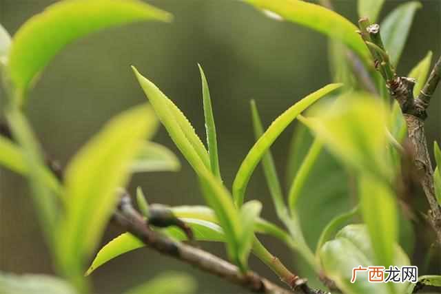 金叶茶是什么样的价位（金叶茶的药用与食用价