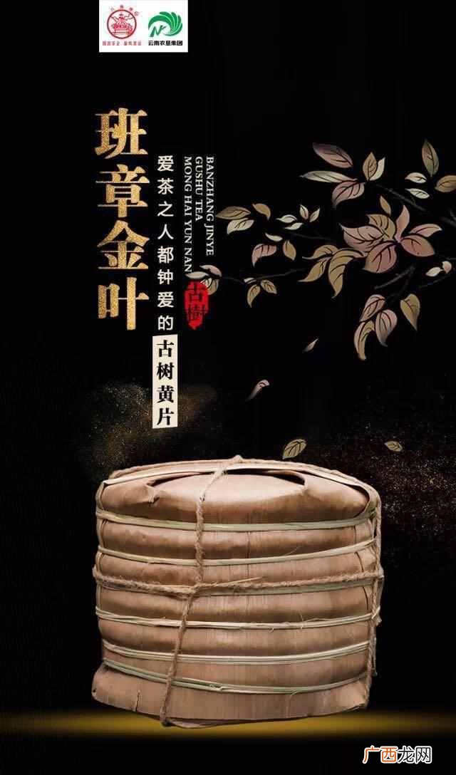 金叶茶是什么样的价位（金叶茶的药用与食用价