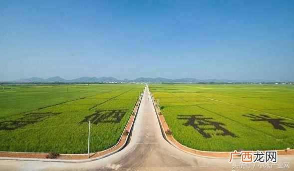 农村家庭种什么赚钱快(十大暴利种植行业有哪