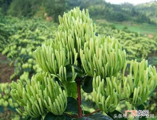 农村家庭种什么赚钱快(十大暴利种植行业有哪