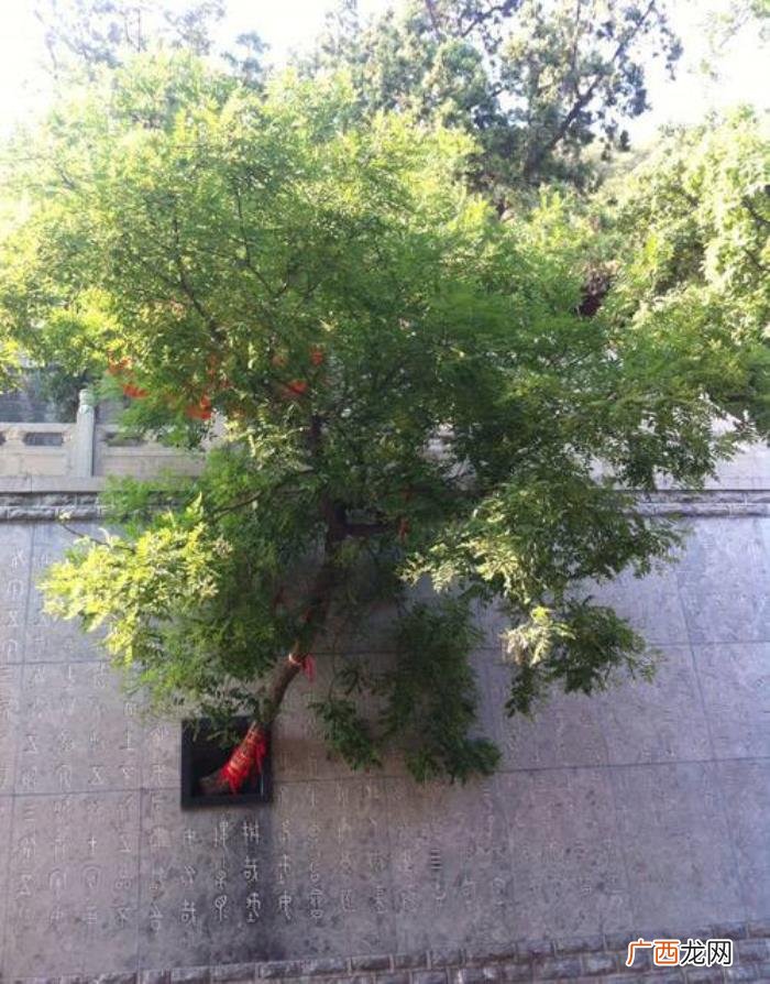 你知道微信最牛的是什么吗 微信搞笑图片