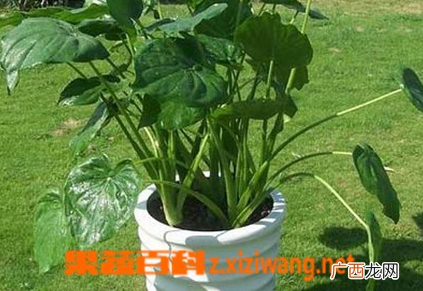 滴水观音烂根怎么办 滴水观音烂根的处理方法