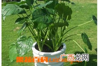 滴水观音烂根怎么办 滴水观音烂根的处理方法