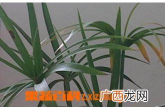 水竹叶子发黄怎么办 水竹叶子发黄的解决办法
