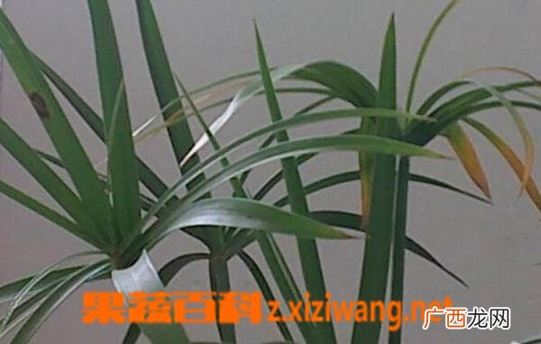 水竹叶子发黄怎么办 水竹叶子发黄的解决办法