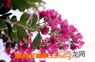 紫薇花的养殖方法注意事项