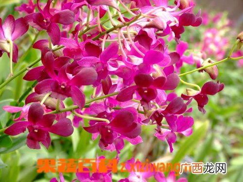 石斛兰怎么养 石斛兰花的养殖方法