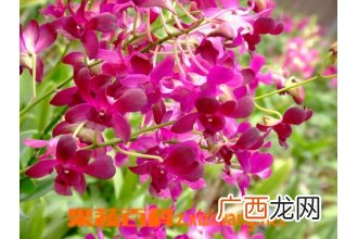 石斛兰怎么养 石斛兰花的养殖方法