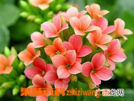 羽叶长寿花的养殖方法详解