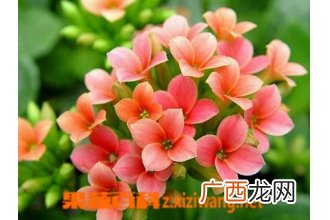 羽叶长寿花的养殖方法详解