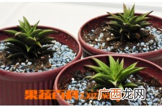 多肉换盆步骤 多肉换盆需要什么土