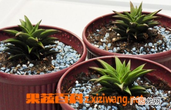 多肉换盆步骤 多肉换盆需要什么土