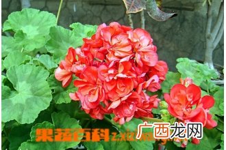 天竺葵叶子发黄的原因与处理方法