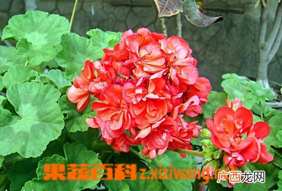 天竺葵叶子发黄的原因与处理方法